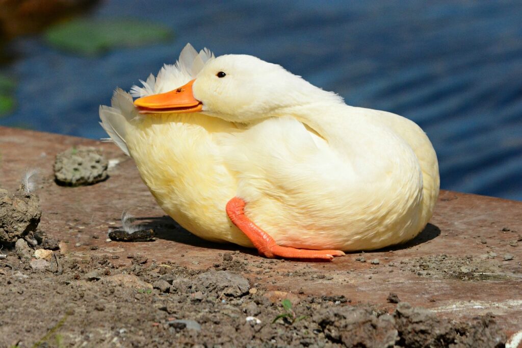 A white duck sitting close to a body of water