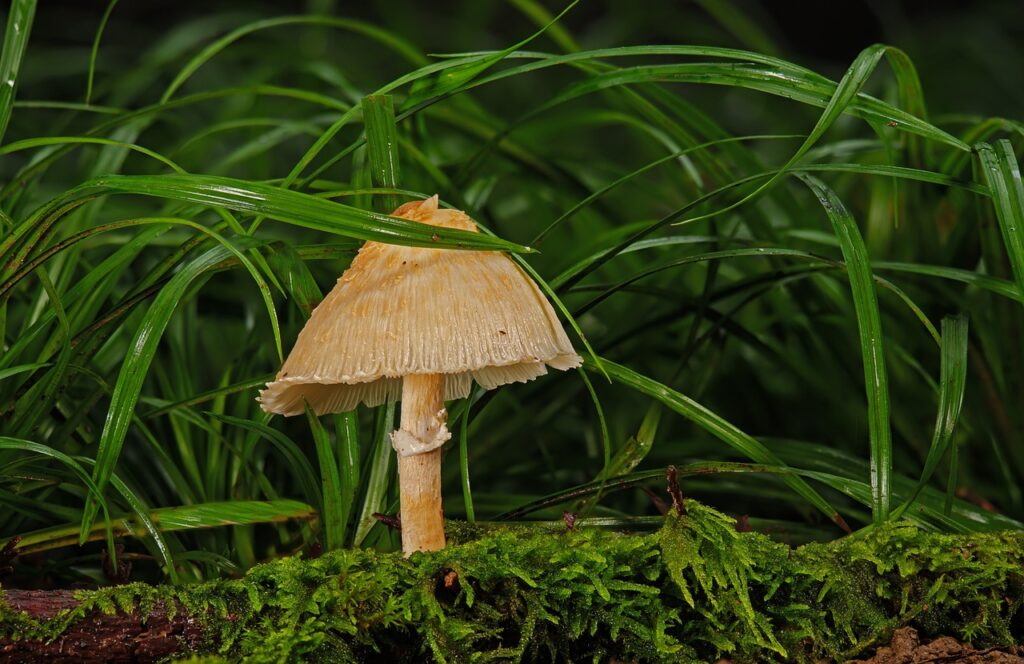 mushroom, moss and grass growing agaric, fungal science.