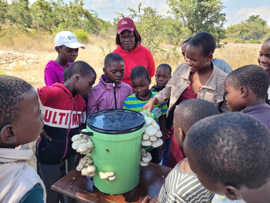 The picture shows children gathered around in a circle around a table where a fruiting mushroom bucket has been placed. One child is demonstrating how the mushrooms are watered.